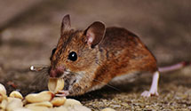 24 Hour & Emergency Exterminators in Tea, SD